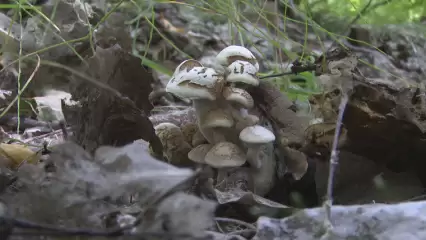 Эксперт рассказал нижнекамцам, как выбирать грибы без вреда для здоровья