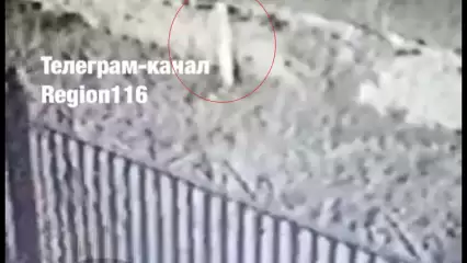 На камеру попало неизвестное существо в Татарстане