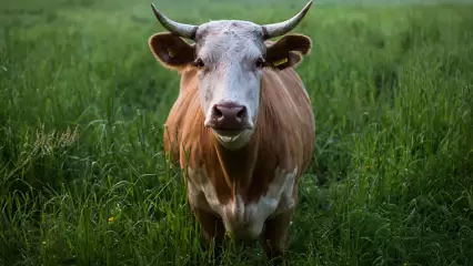 В Татарстане бык до смерти забодал пастуха