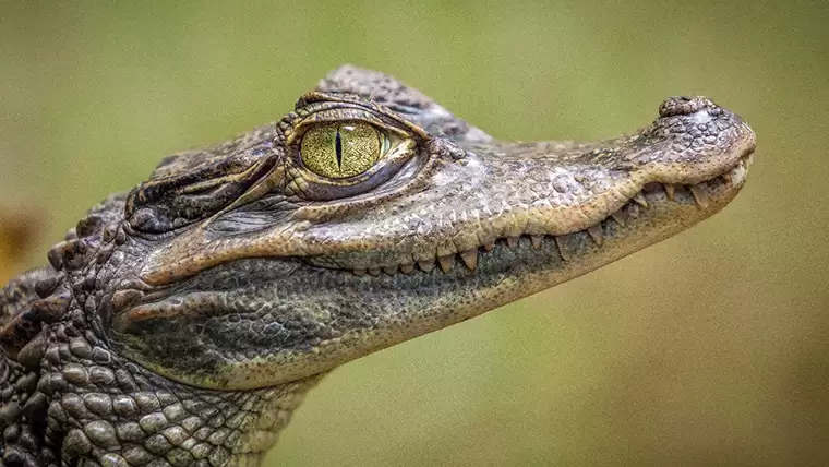 «Это отвратительно!»: в Нижнекамске появилось объявление о продаже крокодильчиков