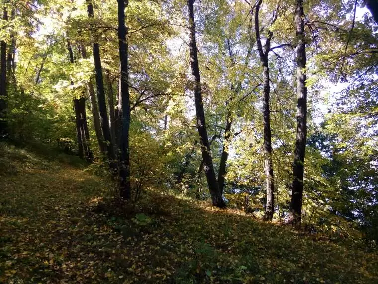 Сын потерял свою мать в татарстанском лесу