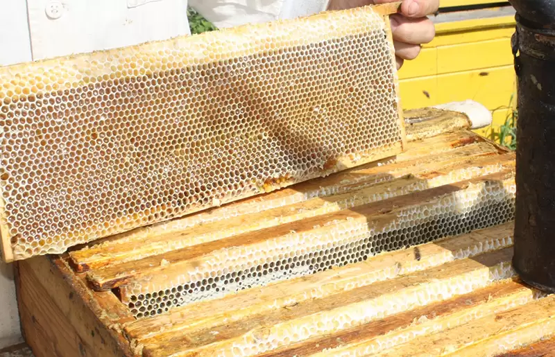 Неожиданные и весьма полезные свойства и способы применения мёда