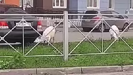 В Казани сняли на видео двух коз, который щипали травку около дома
