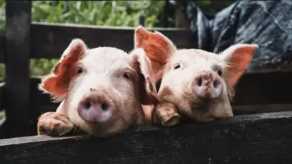 В двух районах Татарстана ввели карантин по африканской чуме свиней