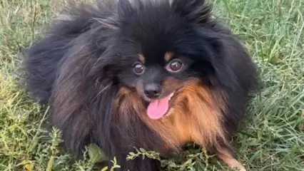 В Нижнекамске мужчина украл шпица и продал за 1 тыс. рублей прохожей - НТР 24