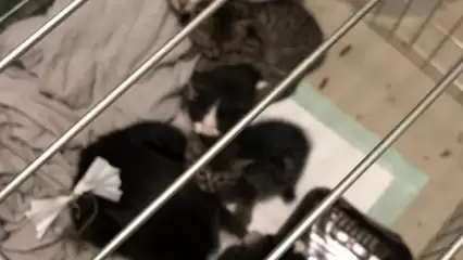 В Нижнекамске неизвестный выбросил кошку с пятью котятами в подъезд - НТР 24