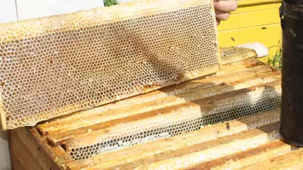 Неожиданные и весьма полезные свойства и способы применения мёда