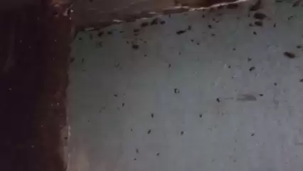 Хруст под ногами: тараканы заполонили подвал в многоэтажке на пр.Химиков в Нижнекамске