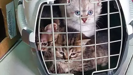 Жительница Нижнекамска ищет дом для выброшенных в подъезд кошки с пятью котятами - НТР 24