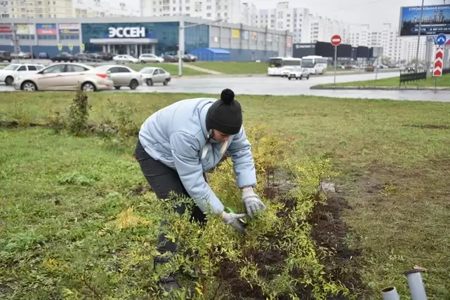 В Нижнекамске на кольце пр. Мира - пр. Строителей высадили 470 кустарников