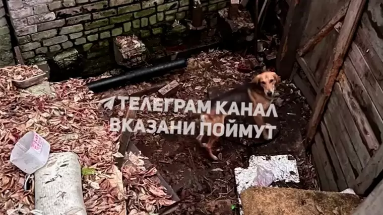 Соцсети: в Казани мужчина запер собаку за колючей проволокой