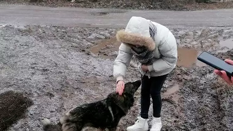 В Нижнекамске появился новый пункт сбора помощи бездомным животным