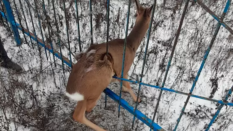 В Татарстане спасли косулю, которая застряла в заборе на кладбище