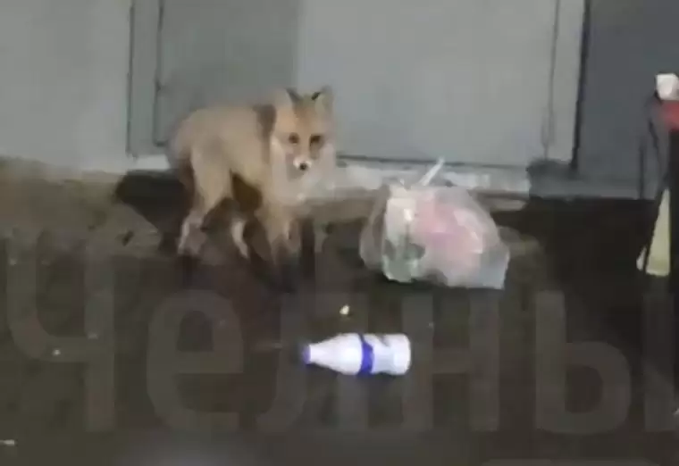 В Челнах сняли на видео лису, которая искала еду в мусорке около подъезда