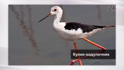 Зоологи: в Татарстане появились южные птицы