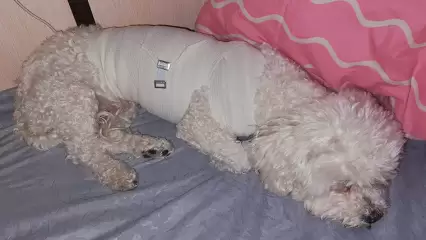 На дочь пресс-секретаря администрации Нижнекамска напала огромная собака с ошейником - НТР 24