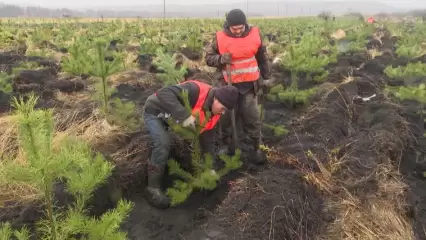 В Нижнекамском районе ведется компенсационная высадка деревьев взамен вырубленных для строительства М-7 - НТР 24