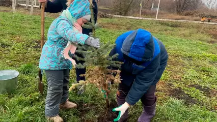 В селе Сухарево местные жители высадили 30 голубых елей и рябин