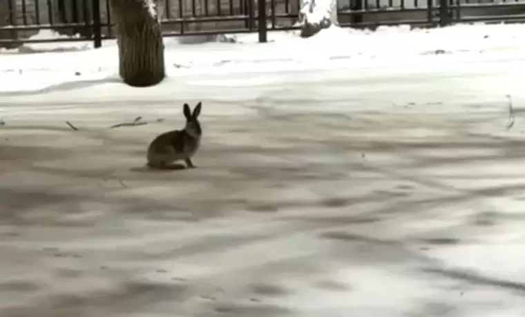 В Татарстане зайцы стали забегать в города
