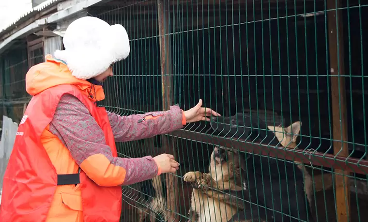 Айдар Метшин передал 200 кг еды для бездомных животных из нижнекамского приюта