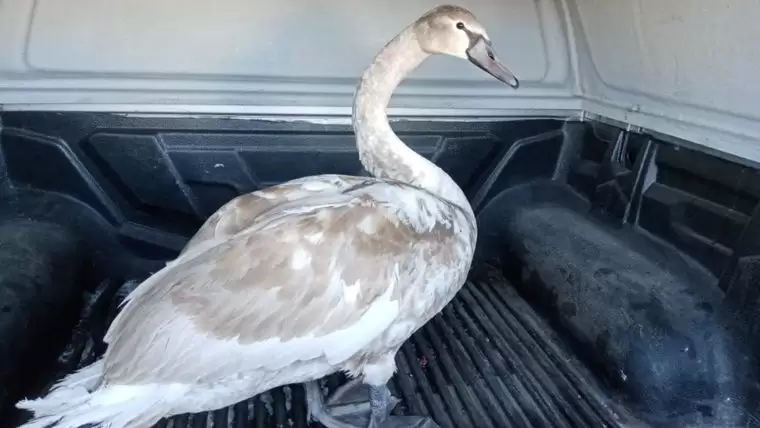 В Татарстане спасли лебедя, который случайно попал к гусям и не смог улететь обратно