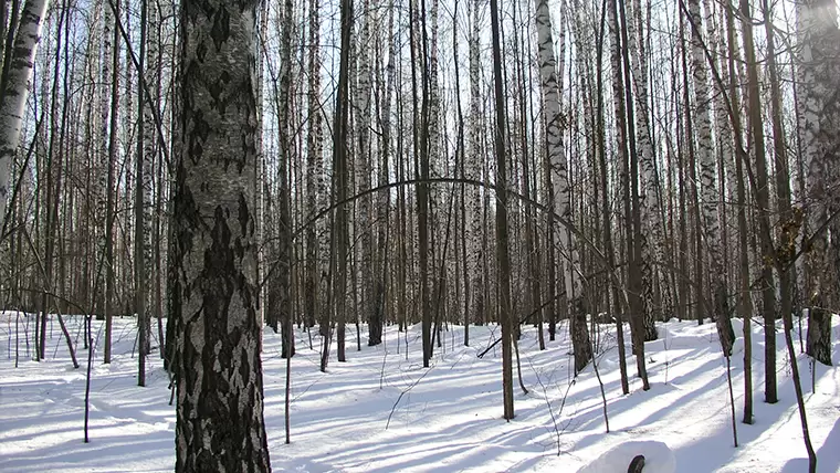 Жителя Татарстана осудили за незаконную вырубку деревьев в лесу