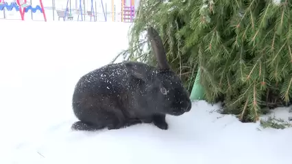 Нижнекамцам посоветовали встречать год Чёрного Водяного Кролика в кругу родных и близких - НТР 24