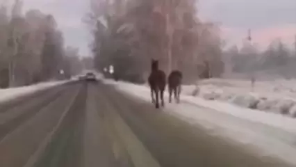В Татарстане на трассе заметили бесхозную лошадь с жеребёнком