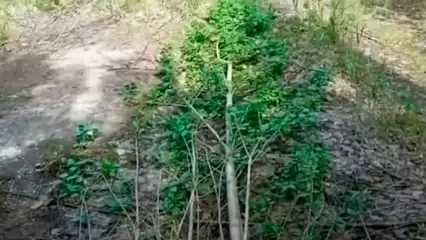 Блогер из Татарстана показал дерево, которое растет лёжа  