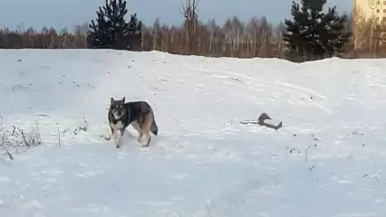 Нижнекамцев испугал «волчара на Гайнуллина» - НТР 24