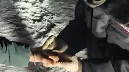 В Нижнекамске участковый задержал около лесопосадки двух мужчин с наркотиками - НТР 24