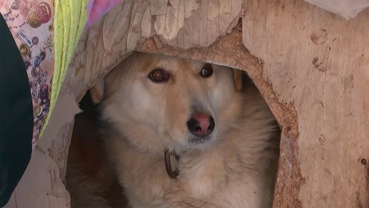 В Нижнекамске ищут дом для собаки со стройки, которую бросили рабочие