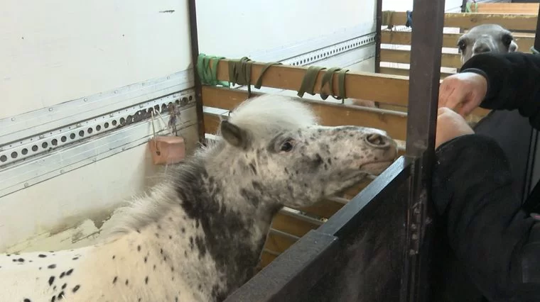 Работники передвижного цирка в Нижнекамске показали, как обогревают животных в морозы