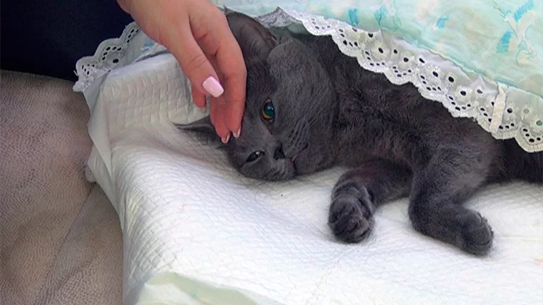 В России планируют запретить операцию «мягкие лапки» для животных
