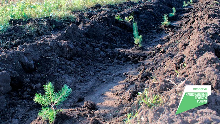 В 2023 году в Татарстане по нацпроекту «Экология» проведут лесовосстановление на площади 3614 гектаров