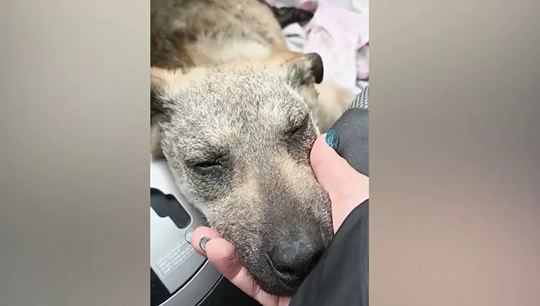 В Нижнекамске рабочие завода спасли сбитого щенка, который лежал на обочине со сломанными лапами
