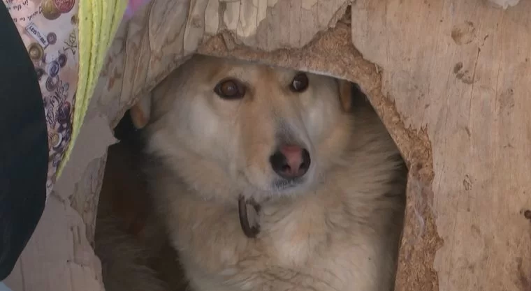 В Нижнекамске брошенная строителями собака снова рискует оказаться на улице