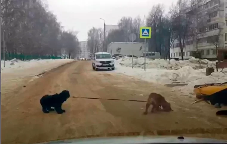 В Нижнекамске на видео попали выгуливающие друг друга собаки