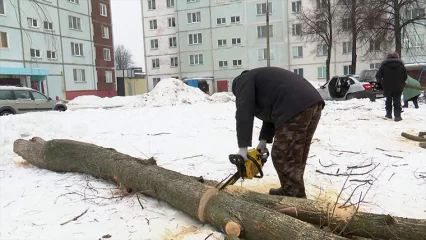 Нижнекамцам объяснили, для чего спиливают деревья в городе - НТР 24