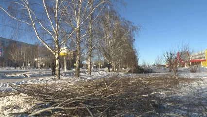 В Нижнекамске на ул. Лесной напротив  «Ленты» спилили три березы — МУП «КПБ» назвал причину