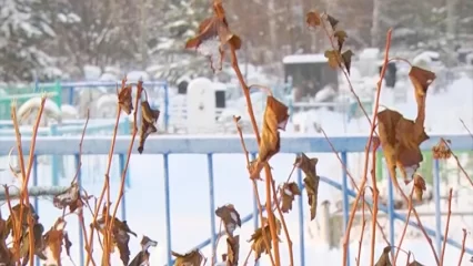 В 2023 году в Татарстане планируют запустить сервис «Утрата близкого человека» - НТР 24