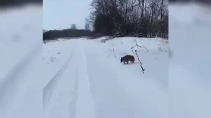 В Татарстане сняли на видео таинственного зверя, напугавшего жителей села Бурундуки