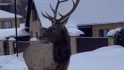 В Татарстане сняли на видео гулящего по поселку оленя