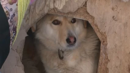 В Нижнекамске брошенная строителями собака снова рискует оказаться на улице - НТР 24