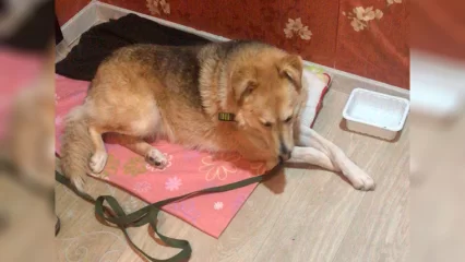 Неравнодушные нижнекамцы забрали брошенную рабочими собаку на передержку - НТР 24