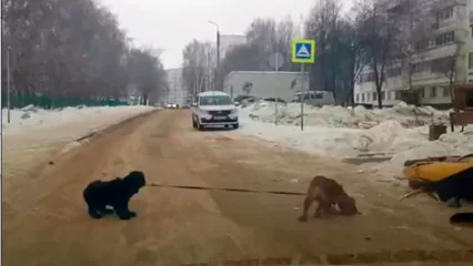 В Нижнекамске на видео попали выгуливающие друг друга собаки - НТР 24