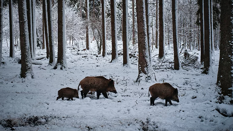 В Татарстане закрывается сезон охоты на пушных животных и кабана