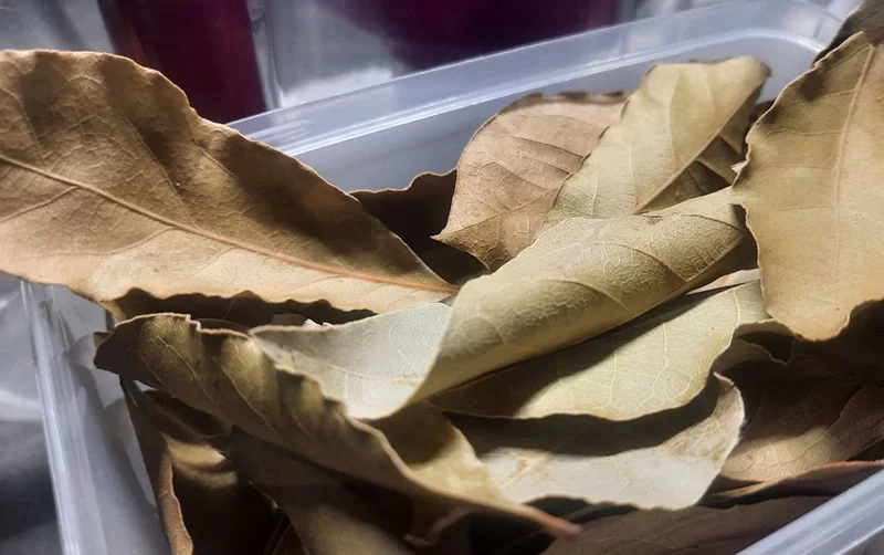 Священное растение Аполлона: лайфхаки с лавровым листом