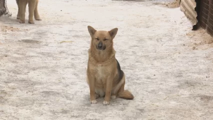 На отлов и содержание бездомных животных в Нижнекамске выделят 4,6 млн рублей - НТР 24