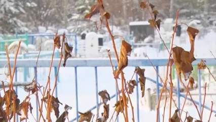 В Татарстане за год уменьшилась смертность  - НТР 24